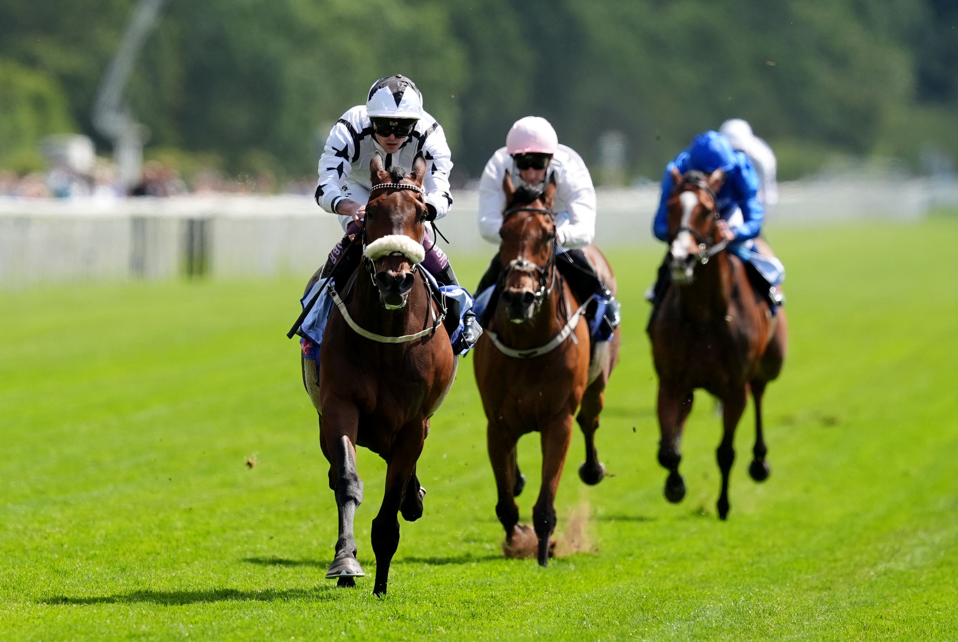 Al Qareem in action at York